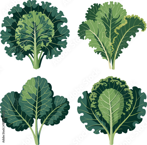 Fresh kale colorful illustration set isolated on transparent background