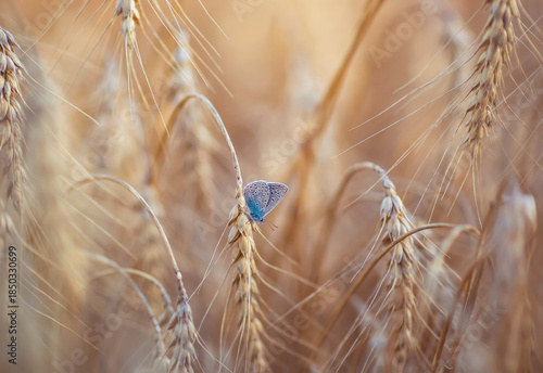 small blue butterfly sits on golden ears of wheat in a field on a warm sunny ...