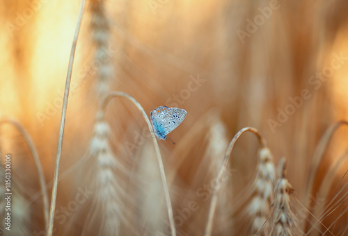 A small blue butterfly sits on golden ears of wheat in a field on a warm sunn...