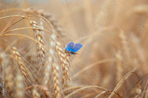 A small blue butterfly sits on golden ears of wheat in a field on a warm sunn...