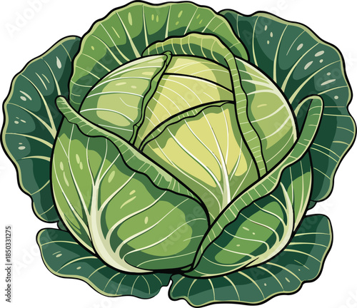 Green cabbage colorful illustration isolated on transparent background