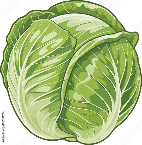 Green cabbage colorful illustration isolated on transparent background