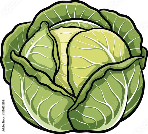 Green cabbage colorful illustration isolated on transparent background