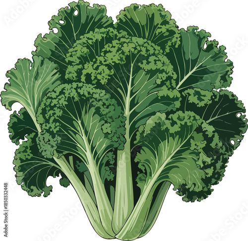 Kale Vegetable colorful illustration isolated on transparent background
