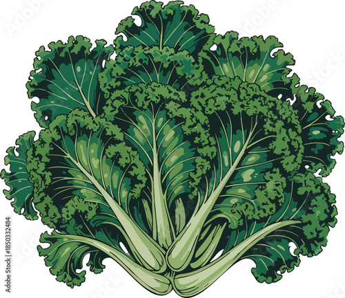 Kale Vegetable colorful illustration isolated on transparent background