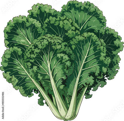 Kale Vegetable colorful illustration isolated on transparent background