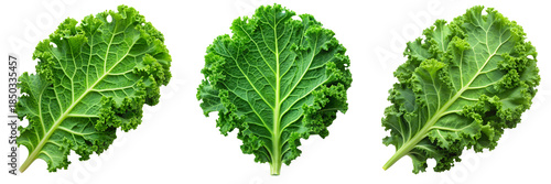 Set of a single green kale leaf isolated a transparent background
