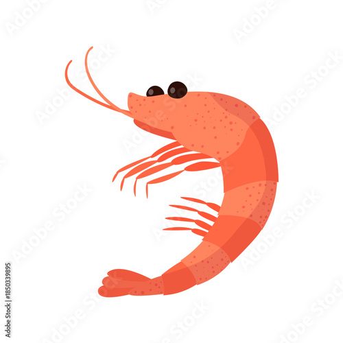 Shrimp isolated on white background vector illustration.