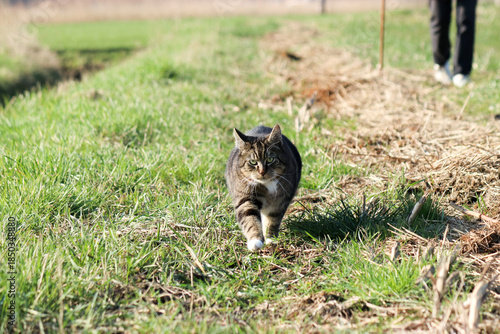 a grey cat is walking at an unpaved path with green grass between fields at a sunny day in springtime