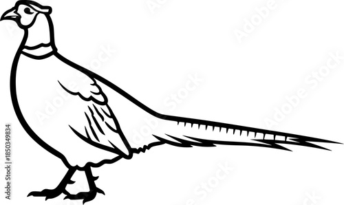 pheasant silhouette line art vector illustration with a white background
