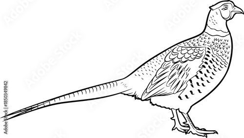 pheasant silhouette line art vector illustration with a white background
