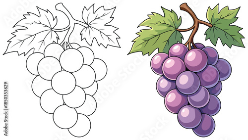 Grapes illustration showing a bunch of glossy purple berries with detailed green leaves and brown stem created in a clean minimal style for food themed designs