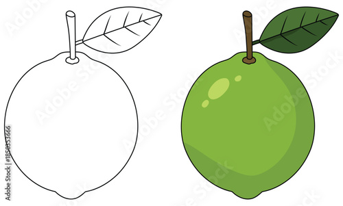 Lime vector illustration of a whole glossy green citrus fruit with smooth texture vibrant shading fresh leaf and clean outline style suitable for food themed design resources