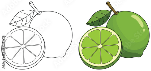 Lime vector illustration featuring a whole vibrant green citrus fruit with glossy surface fresh leaf and a detailed sliced section showing bright segments in clean outlined style
