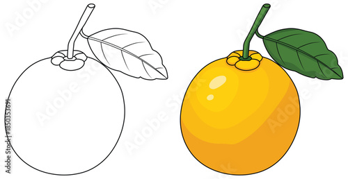 Yellow citrus fruit vector illustration featuring a whole glossy round fruit with a smooth surface and a single green leaf attached to a curved stem for fresh produce themed designs