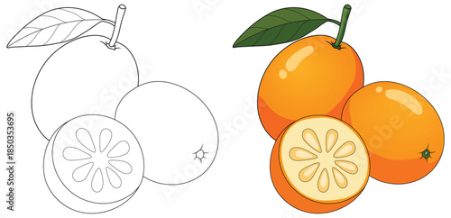 Orange fruit vector illustration showing whole citrus with leaf and a clean sliced section featuring smooth gradients and rounded segments for fresh produce themed designs