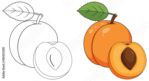 Apricot illustrated as a whole bright orange fruit with a sliced half showing a detailed brown pit in a smooth clean vector style ideal for food education packaging and creative design