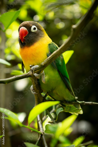 Masked Lovebird parakeet, (Agapornis Personatus).