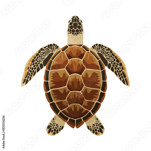 Sea Turtle Illustration Detailed Marine Animal Design