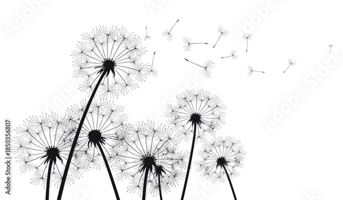 Dandelions on white isolated. Outline eco illustration