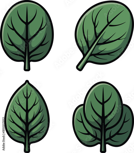 Spinach leaves colorful illustration set isolated on transparent background