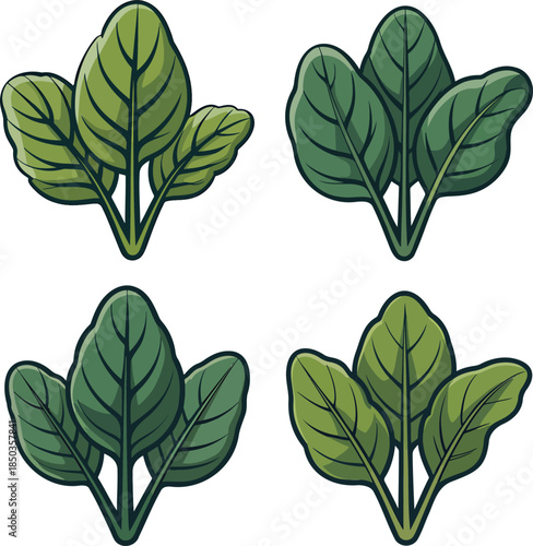 Spinach leaves colorful illustration set isolated on transparent background
