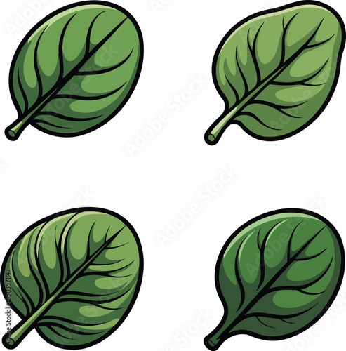 Spinach leaves colorful illustration set isolated on transparent background