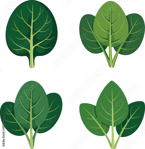 Spinach leaves colorful illustration set isolated on transparent background
