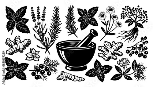 Collection of medicinal herbs and plants with mortar and pestle in woodcut style