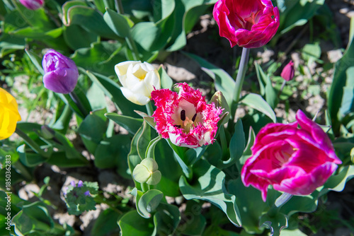 Wallpaper Mural Colorful tulips blooming in spring garden Torontodigital.ca