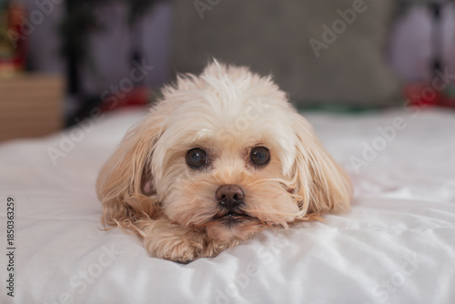 portrait of a white dog malaise 