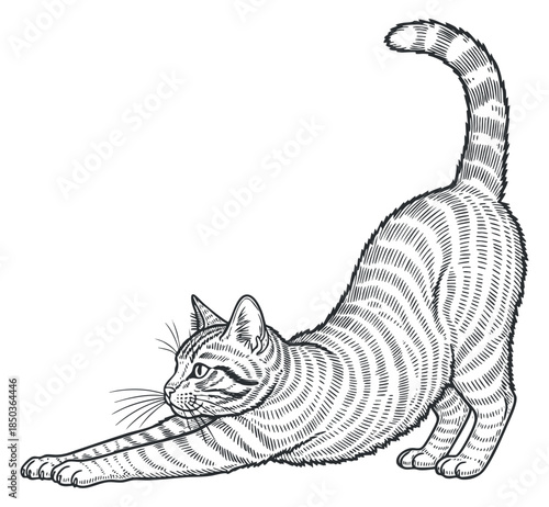 A stretching striped cat in detailed line art style, perfect for pet-themed illustrations and designs