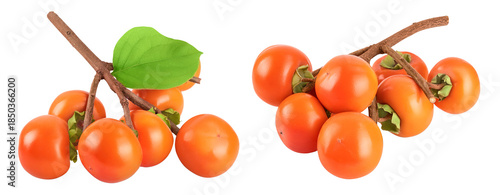 Persimmon fruit on the branch isolated on white background with full depth of field