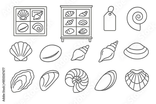 Vintage Shell Icons. Line style icons of vintage conchology: shell collection, cabinet, label, spiral; scallop shell, cowrie,