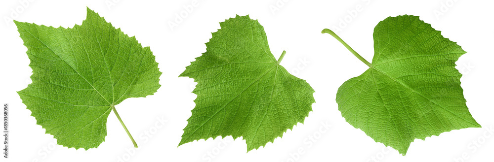 Fototapeta premium Grape leaves isolated on white background. Top view. Flat lay