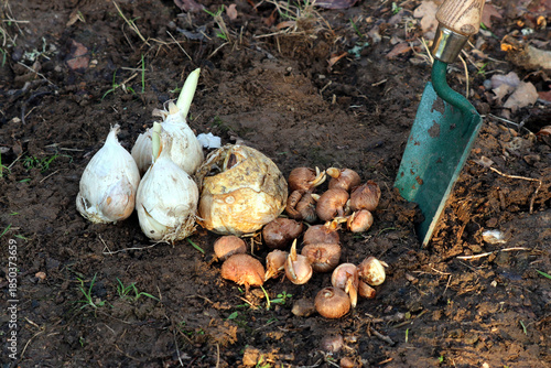 Planting bulbs in the garden.