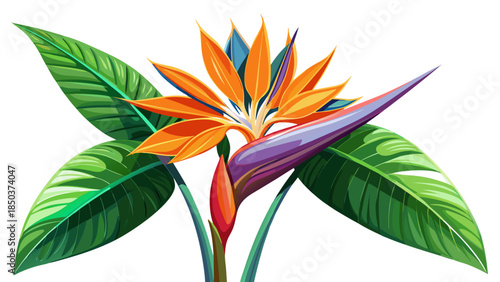 Very beautiful Strelitzia reginae flower with green leaves isolated on a white background, showcasing elegant structure, tropical charm, and balanced botanical composition with natural clarity.