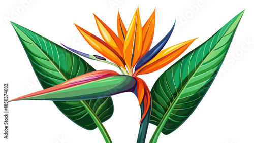 Very beautiful Strelitzia reginae flower with green leaves isolated on a white background, showcasing elegant structure, tropical charm, and balanced botanical composition with natural clarity.