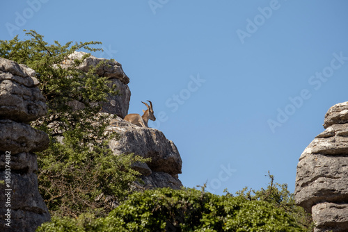 Andalusian mountain goat (Capra Pyrenaica hispanica) sunbathing on a limestone rocky outcrop in Torcal de Antequera, Malaga, Spain