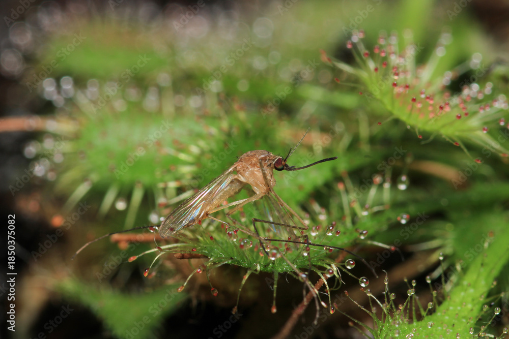Fototapeta premium Drosera spatulata sundew plant fly macro photograph