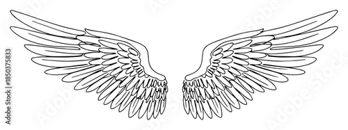 Detailed vector sketch of a pair of spread angel wings