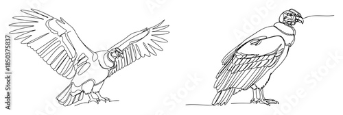 Two andean condor birds of prey drawn in continuous line art