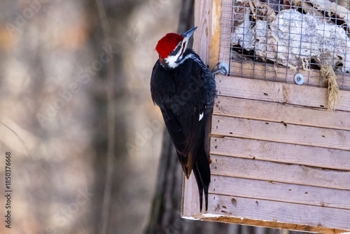 Pileated woodpecker (Dryocopus pileatus) on a home made suet feeder, during winter in Wisconsin. 