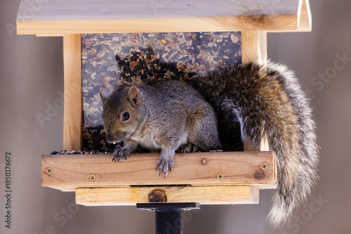 Close up of an Eastern gray squirrel (Sciurus carolinensis) on a hopper style bird feeder looking down to the ground, during winter in Wisconsin. 