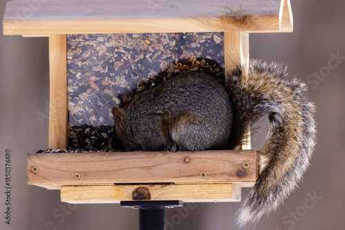 Close up of an Eastern gray squirrel (Sciurus carolinensis) on a hopper style bird feeder looking down and getting seeds out of the feeder to eat, during winter in Wisconsin. 