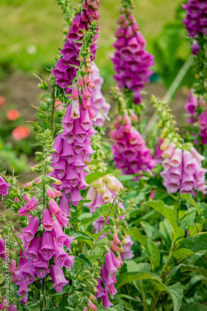 Obraz premium Bright pink foxglove flowers bloom together, creating a stunning scene in a lively garden