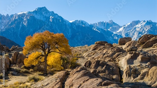 Tableau sur toile Lone cottonwood tree in Alabama Hills near Mt Whitney Portal in California