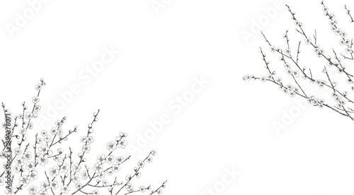 梅の枝のモノクロ線画