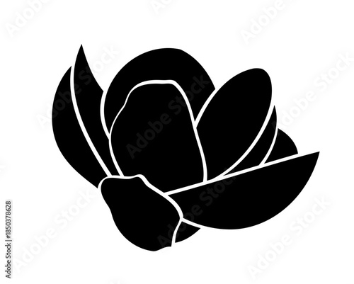 magnolia flower isolated on white background