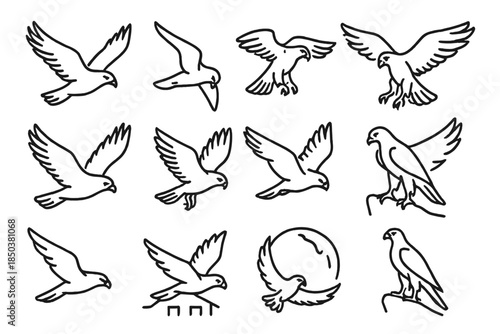 Falcon Flight Icons. Line style icons of falcon flight: soaring bird, stoop dive, wings spread, hovering pose; tail spread, folded